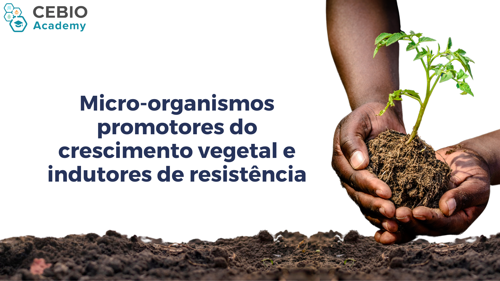 Validação - Micro-organismos promotores do crescimento vegetal e indutores de resistência
